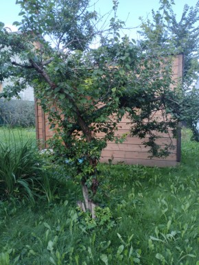 Коллективный сад номер 7, участок 58 в Серове - serov.yutvil.ru - фото 28 Коллективный сад номер 7, участок 58 в Серове - serov.yutvil.ru - фото 28